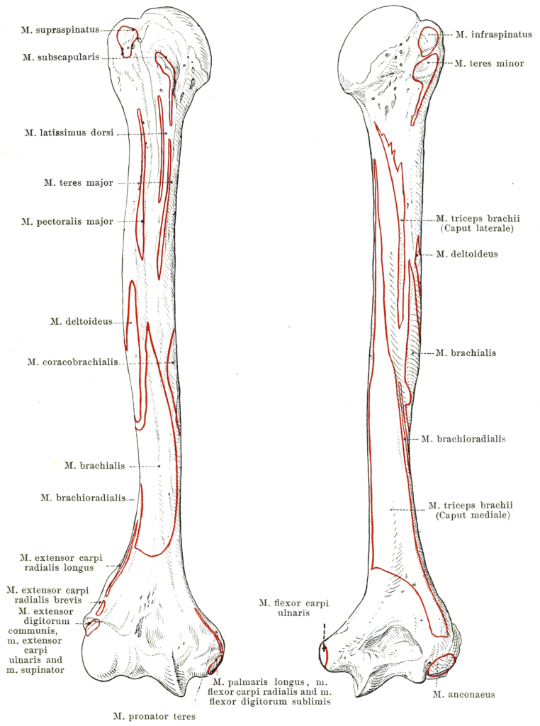 Right humerus muscular attachments, left image is anterior, right is posterior ; by Werner Spalteholz (1861 – 1940), Public domain, via Wikimedia Commons