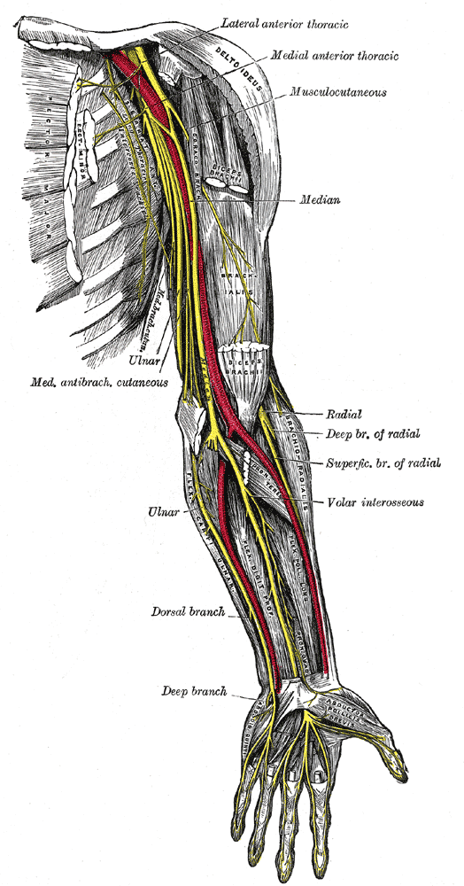 Neurovascular structures passing the distal humerus; by Henry Vandyke Carter, Public domain, via Wikimedia Commons