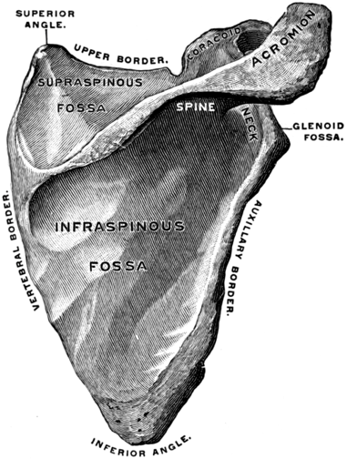 Right scapula osteoanatomy, posterior view, Frederick Henry Gerrish (1845-1920), Public domain, via Wikimedia Commons