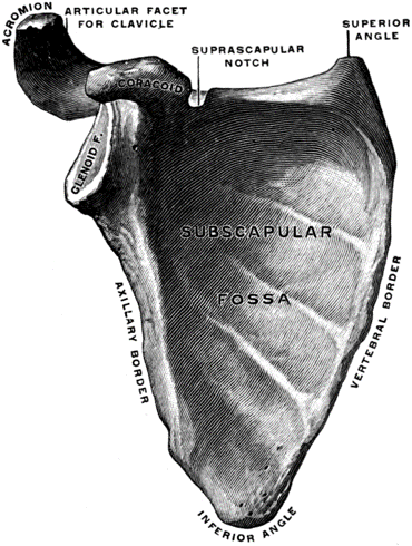 Right scapula osteoanatomy, anterior view, Frederick Henry Gerrish (1845-1920), Public domain, via Wikimedia Commons