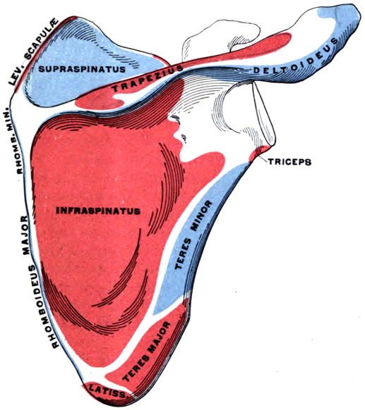 Areas of muscular attachment, posterior surface of right scapula, Frederick Henry Gerrish (1845-1920), Public domain, via Wikimedia Commons