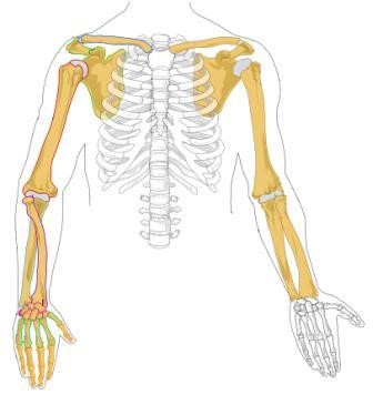 Upper limbs osteotomy; by LadyofHats, CC0, via Wikimedia Commons