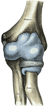 Elbow joint capsule; by Henry Vandyke Carter, Public domain, via Wikimedia Commons