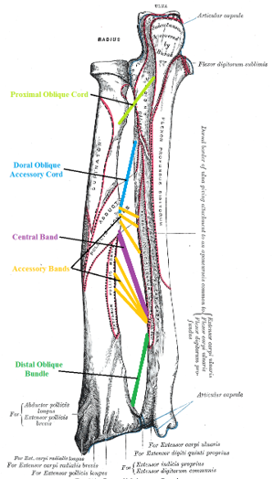 Forearm ligaments; Public domain, via Wikimedia Commons