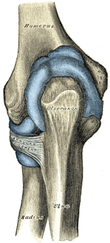 Elbow joint capsule; by Henry Vandyke Carter, Public domain, via Wikimedia Commons