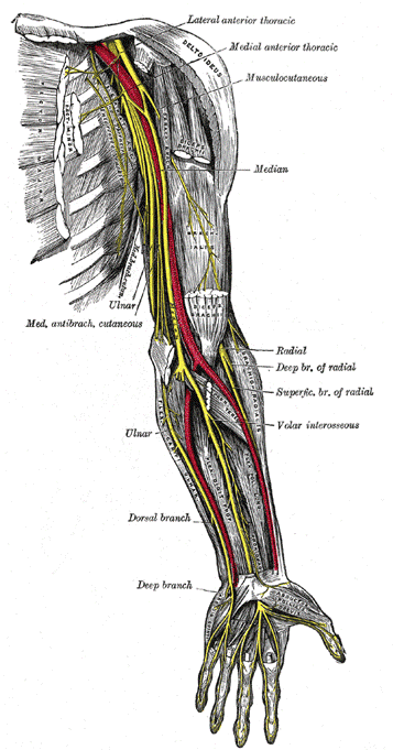 Forearm Neurovascular anatomy; by Henry Vandyke Carter, Public domain, via Wikimedia Commons