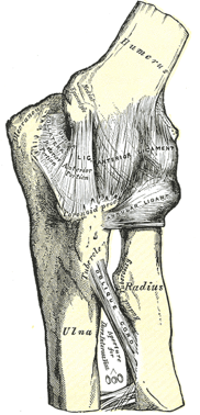 Elbow ligaments; by Henry Vandyke Carter, Public domain, via Wikimedia Commons