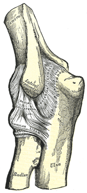 Elbow ligaments; by Henry Vandyke Carter, Public domain, via Wikimedia Commons